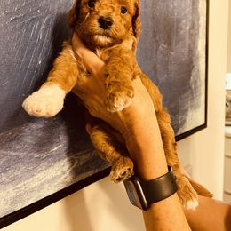 Goldendoodle Puppies from Labradoodleday