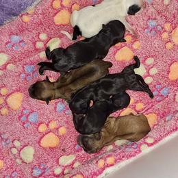 Girl 4 - Black female Mi-Ki puppy in Toronto, Ohio from Shekinah’s Mi-Kis & Cricket Hill’s Westies