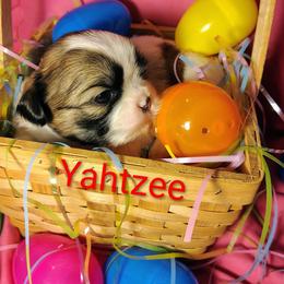 Yahtzee - Tricolor male Shih Tzu puppy in Memphis, Tennessee from Thorntons Fur Crew
