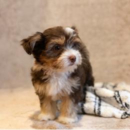 Shih Tzu Puppies from Nelly Kolomiyets