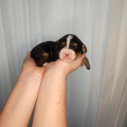 Chai - Tri-color female Bernedoodle puppy in Fort White, Florida from Jade