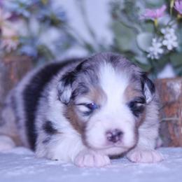 Burberry - Blue merle female Australian Shepherd puppy in Easton, Missouri from MMA Kennel