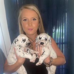 Dalmatian Puppies from Clarks 101 Dalmatians