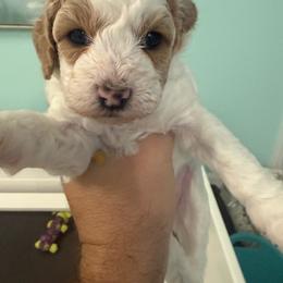 Pumpkin spice - Cream female Goldendoodle puppy in Port Saint Lucie, Florida from Coastal Crown Doodles