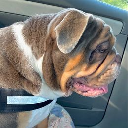 Maisy - Bulldog