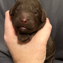 Rose - Phantom female Poodle puppy in Travelers Rest, South Carolina from Cotton Top