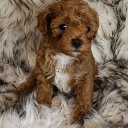 Poodle Puppies from M & M Poodles
