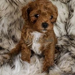 Poodle Puppies from M & M Poodles