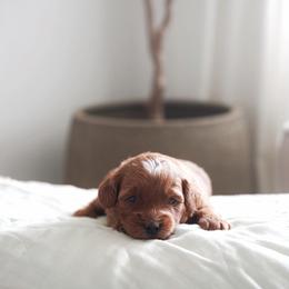 Nova - Red  female Goldendoodle puppy in Vancouver, Washington from Blissful Doodles