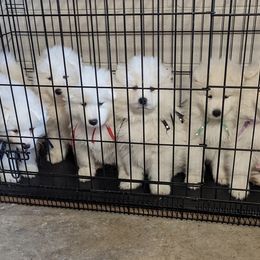 Samoyed Puppies from The Office Pups
