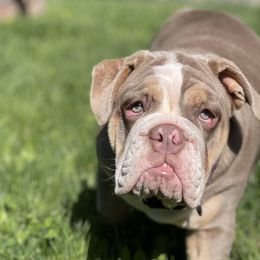 Reign - Bulldog