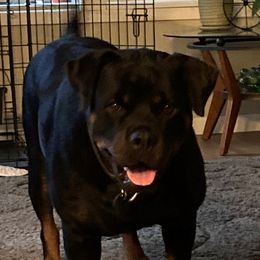 Wanna - Rottweiler