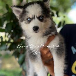 Bea - Black and white female Pomsky puppy in Rossville, Georgia from Scenic City Pomskies