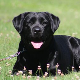 Ripley - Labrador Retriever