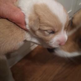 Perfect Red Male - Red male Pembroke Welsh Corgi puppy in Gaffney, South Carolina from Battlefield Kennels