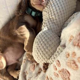 Dachshund Puppies from Lone Star Dachshunds