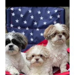 Ace - Shih Tzu