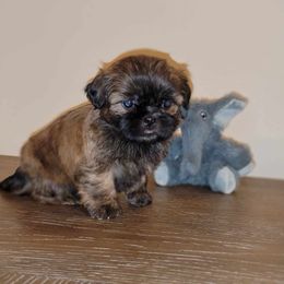 Simba AKC Champion Bloodline - Brindle Shih Tzu puppy in Kings Mountain, North Carolina from Britany's Shih Tzus