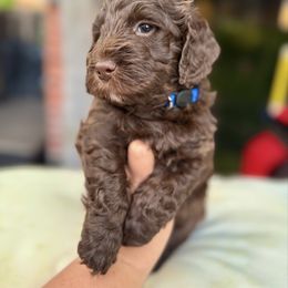 Chris - Chocolate male Goldendoodle puppy in Miami, Florida from Jade’s Paws & Co. Of Miami LLC