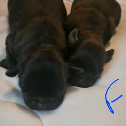 Black tan rough - Black and tan female Brussels Griffon puppy in Huntsville, Alabama from Tammy's Brussels