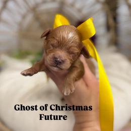 Ghost of Christmas Future - Red male Cavapoo puppy in Herriman, Utah from Gypsi Doodles & Poodles LLC.