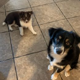 Australian Shepherds and Miniature Australian Shepherds from KMooreAussies