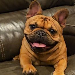 Frankie - French Bulldog