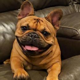 Frankie - French Bulldog