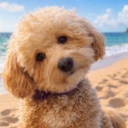 Bernedoodle and Goldendoodle All Grown Up from Pecks Oodle Doodles