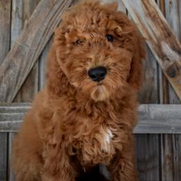 Keegan - Yellow Collar - Apricot male Irish Doodle puppy in Macedon, New York from Toodles Goldendoodles