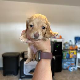 Girl 4 - Cream female Dachshund puppy in Las Animas, Colorado from J&D Dachsies