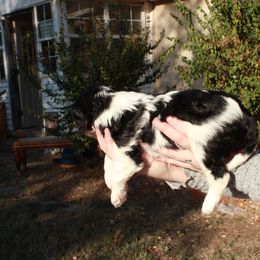 Cavalier King Charles Spaniel Puppies from Critter's Cottage Cavaliers