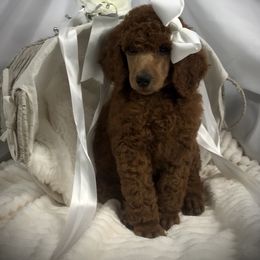 Poodle Puppies from Prissy Pants Poodles LLC