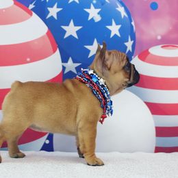 French Bulldog Puppies from 5th Avenue French Bulldogs