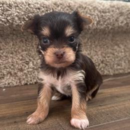 Hudson - Chocolate and tan male Yorkshire Terrier puppy in Knoxville, Tennessee from Rainbow Bliss Yorkies