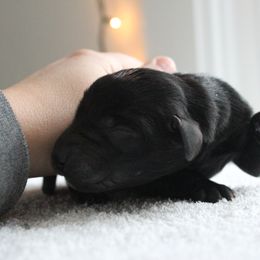 Golden Retriever and Labrador Retriever Puppies from Trenlock Kennels