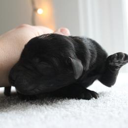 Golden Retriever and Labrador Retriever Puppies from Trenlock Kennels