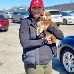 Miniature Australian Shepherd Puppies from Vineyard Ridge Mini Aussies