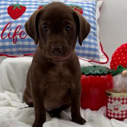 Light pink - Chocolate female Labrador Retriever puppy in Heath Springs, South Carolina from Rich Hill Retrievers