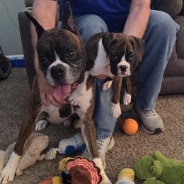 Boxer Puppies from Halo Boxers