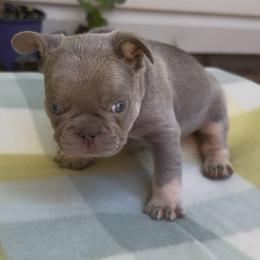 Ethan - Tricolors male French Bulldog puppy in Spokane, Washington from Lilac City Frenchies