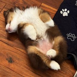 Girl 1 - female Miniature American Shepherd puppy in Nolensville, Tennessee from Sweetheart Miniature American Shepherds