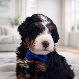 Leo - Tri-color male Bernedoodle puppy in Ormond Beach, Florida from Florida Coast Doodles