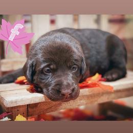 Pink Female - Chocolate female Labrador Retriever puppy in Carrollton, Virginia from Southern Heritage Retrievers