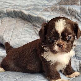Lulu - Liver and white female Shih Tzu puppy in Tampa, Florida from Fancy Shih Tzus Florida