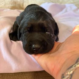 Teal female - Black female Labrador Retriever puppy in Talking Rock, Georgia from Bethel Woods Kennels