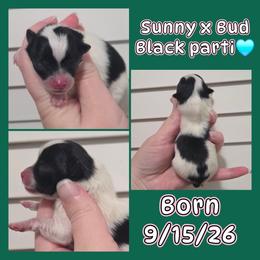 Boy 3 - Black parti male Pomeranian puppy in Washington, North Carolina from Grace's Poms🐾💕