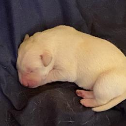 Boy 1 - Yellow male Labrador Retriever puppy in Broussard, Louisiana from D5 Death Valley Kennels/Royal Reign American Cocker Spaniels