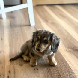 Kirby - 4200 - Dapple female Dachshund puppy in Rozet, Wyoming from Dandy Dachshund Co.