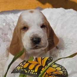 Ms. Truman - Lemon and white female Basset Hound puppy in Big Rapids, Michigan from Basket Hound Bassets